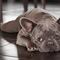Encuentran muertos a 38 cachorros de bulldog en un avión