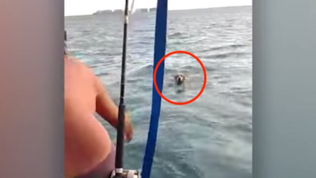Salvan a perro que luchaba por su vida en el mar tras presuntamente ser abandonado.