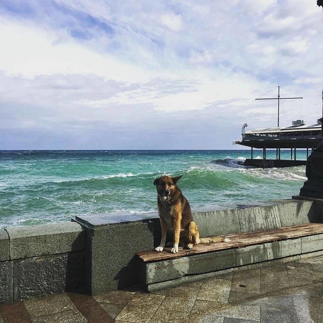 Mukhtar, perrito que como Hachiko esperó durante 12 años a su dueño muerto