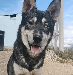 Perro se pierde en Nuevo León y dueño ofrece su iPhone a quien lo regrese