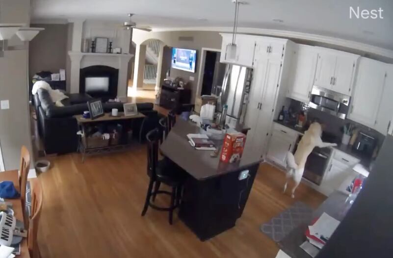 Perro prende fuego a su casa accidentalmente