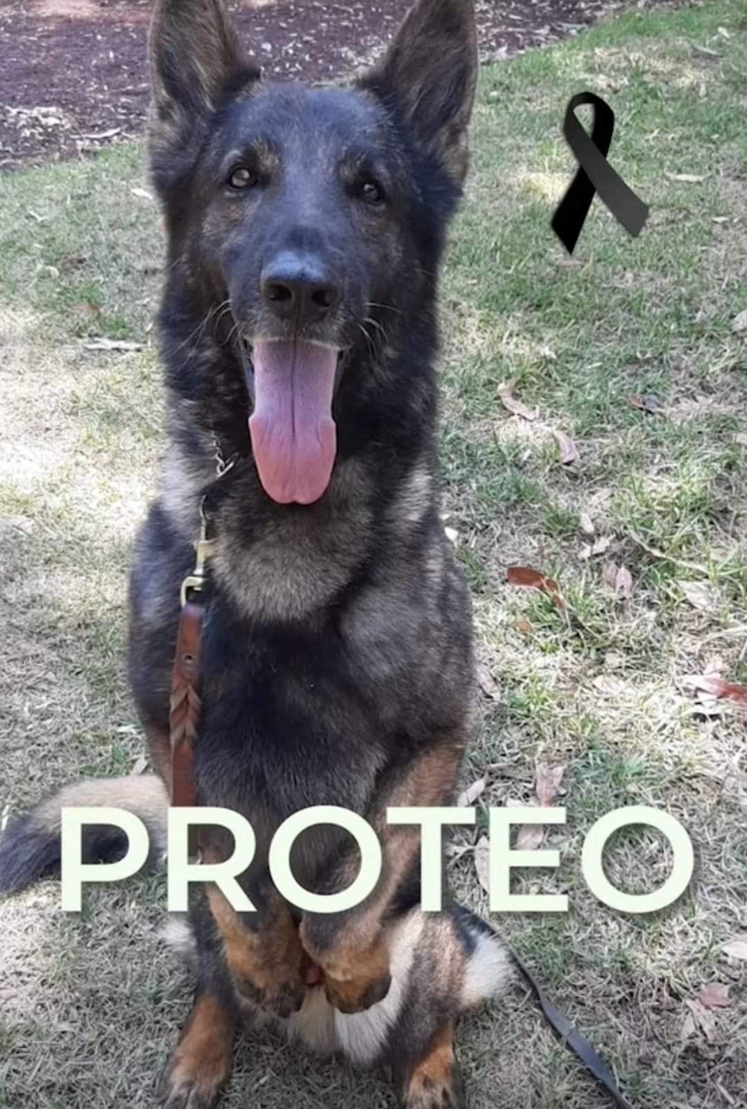 Proteo murió en Turquía