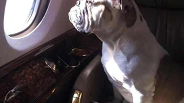 Los vuelos en avión privado del perro de la familia Romero Deschamps pagados por todos los mexicanos
