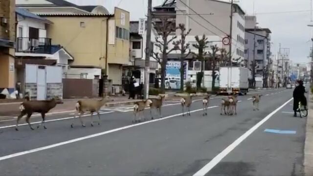 Venados en Japón