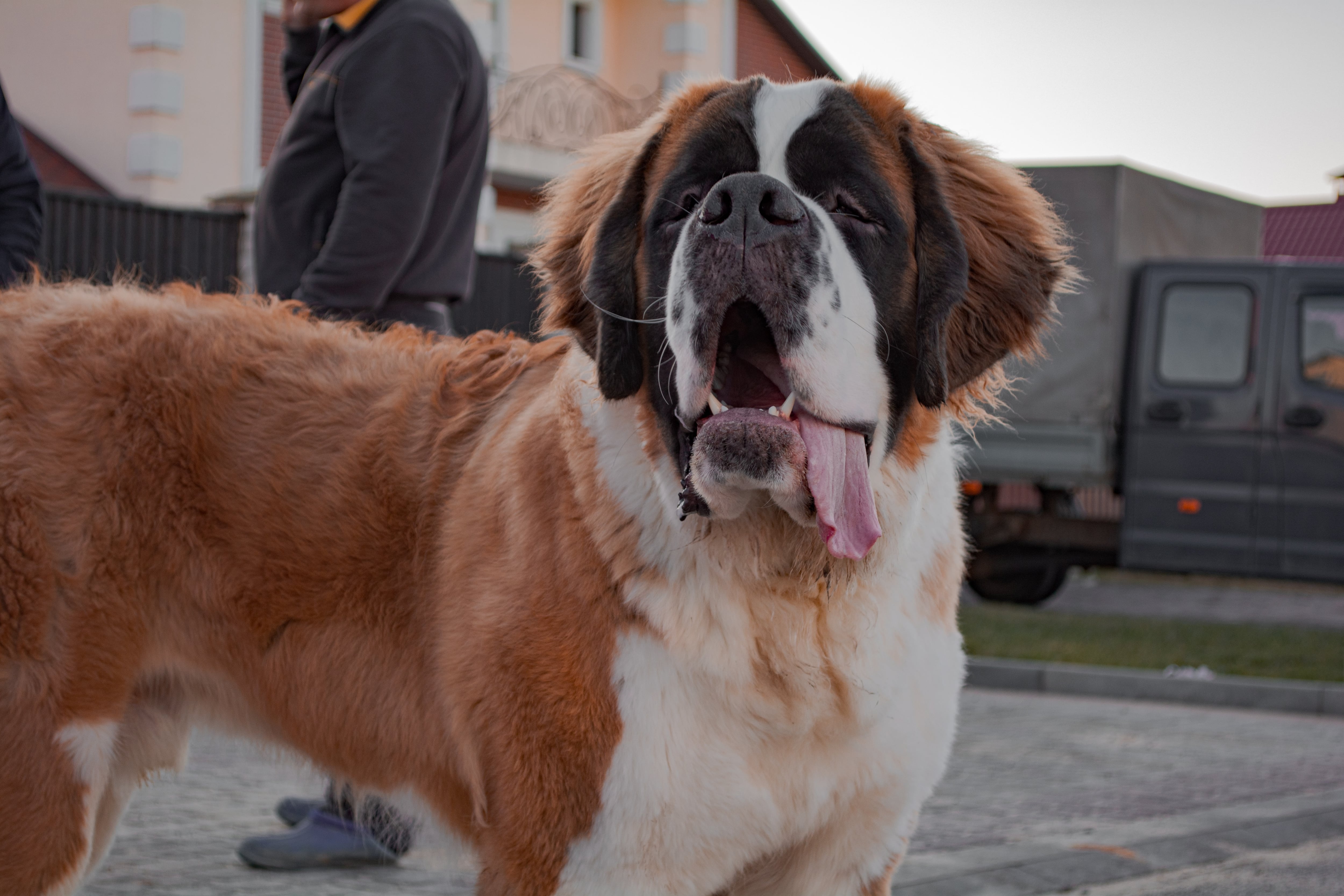 ¿Qué significa soñar con perros grandes?
