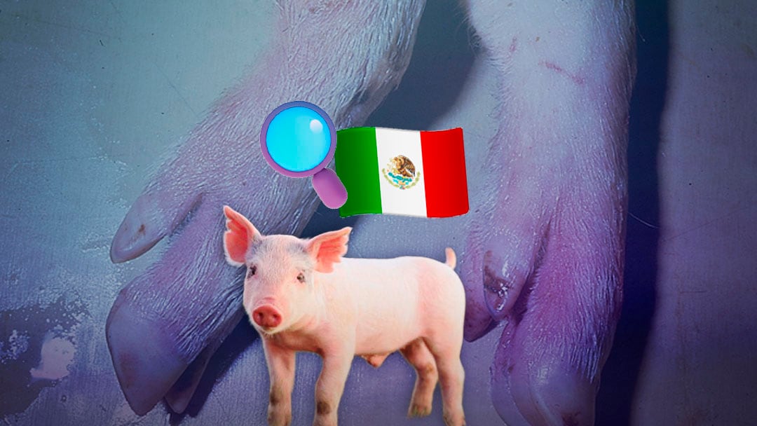 Peste porcina africana