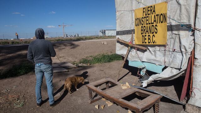 MEXICALI, BAJA CALIFORNIA, 09MARZO2018.-Ambientalistas y ejidatarios de la región miembros de colectivos como Mexicali Resiste, Baja California Resiste y el Comite en Defensa del Agua, han denunciado ante diversos foros nacionales e internaciones que la “construcción con licitaciones irregulares y Constellation Brands, empresa cervecera, en obra en esta ciudad, y que abastecerá al mercado estadounidense” solo traerá más escasez de agua en la región. Explican que la empresa transnacional consumirá 20 millones de metros cúbicos de agua al año para fabricar la cerveza del Grupo Modelo. Esta cantidad es el doble del agua que consume el municipio de Ensenada anualmente, nueve millones, y donde desde hace varios años se raciona el consumo en las colonias populares. Los agricultores de la zona argumentaron que año con año pierden hectáreas de cosechas debido a que ha habido una reducción en el agua que les proveen los distritos de riego, aunado al revestimiento de cemento del canal Todo Americano, ya que anterior a esto, las filtraciones de agua permitían el abastecimiento de barrancos naturales que regaban alrededor de 800 hectáreas. Asimismo, denunciaron que los módulos de riego son sitios donde la corrupción opera y tienen un mercado negro de agua, vendiéndole el agua al ejidatario con mayor capacidad económica, incluso mencionaron que se vende de manera ilegal más agua de la establecida a Tijuana debido a su crecimiento poblacional e industrial. Debido a esto, temen que con la llegada de la cervecera los más afectados sean ellos y sus cultivos. En la imagen, trabajadores de la planta Constellation Brands refuerzan las cercas y alambres de púas para seguridad debido a que en los últimos meses se intensificaron las protestas contra la empresa transnacional.
FOTO: TERCERO DÍAZ /CUARTOSCURO.COM