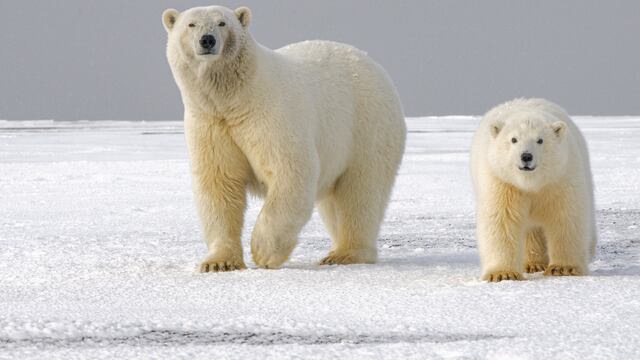 Osos polares