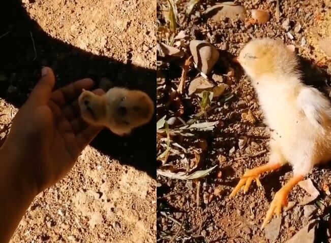 Gringo, el pollito de TikTok que nació de una docena de huevo