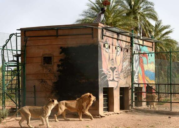 Leones casi mueren de hambre; así lucen hoy