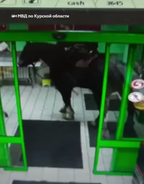 Caballo dentro de la tienda