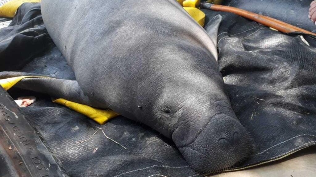 Manatíes en Tabasco