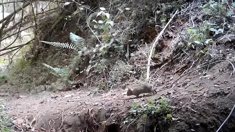 Conejo de Omiltemi vuelve a ser captado en la Sierra de Guerrero; se creía extinto desde hace 120 años en México