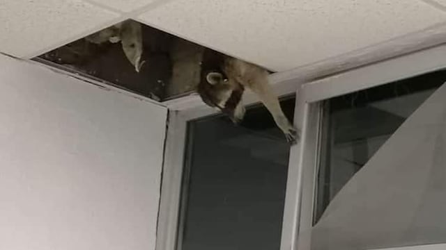 Mapaches invaden hospital del Issste en Tampico/Twitter
