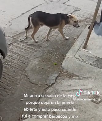 Perro escapa de su casa porque la puerta estaba abierta