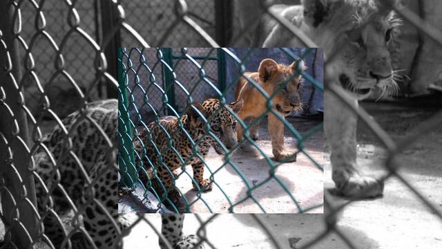 Sacrificarán a más de 4 mil animales de circo