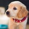 ¿Por qué los perros no deben comer carne cruda?