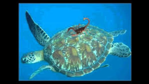 La fábula hindú de la 4T (siglo III a. C.): No era rana indefensa, era tortuga con caparazón