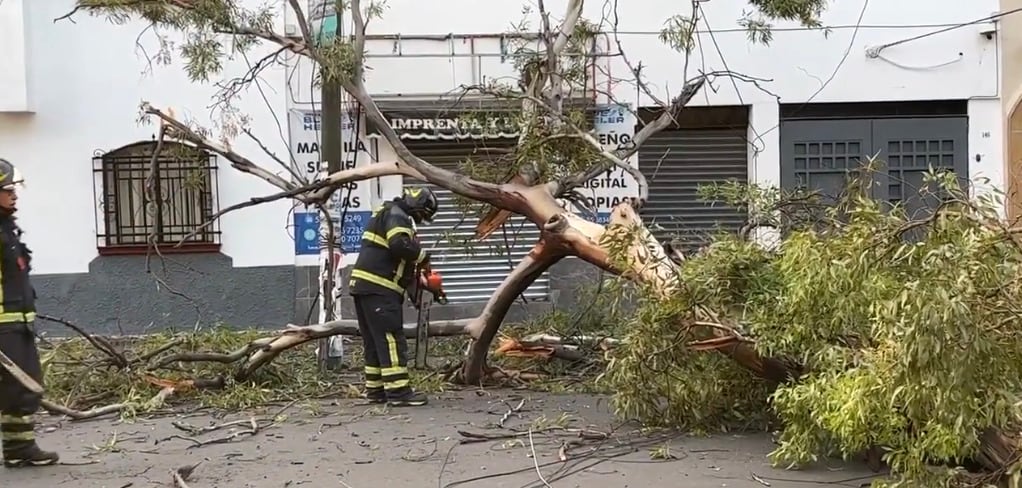 Árbol de 20 metros cae en la colonia Obrera de la Cuauhtémoc