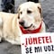 ”Huellitas”: Joven que mató a perrito recibirá atención psicológica en libertad, prevé Fiscalía de Puebla