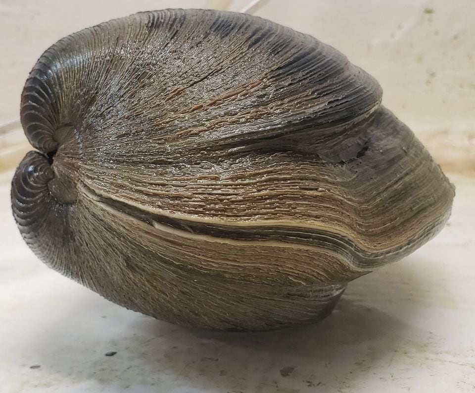 Almeja gigante