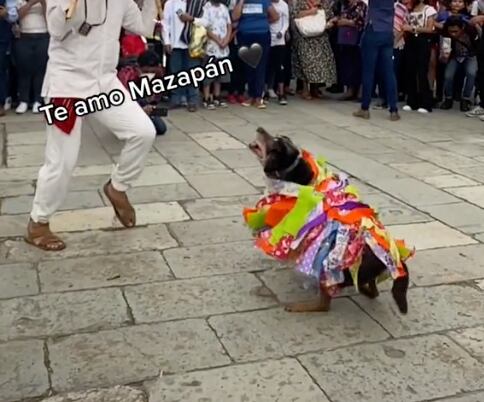 Perrito Mazapán en Guelaguetza 2022