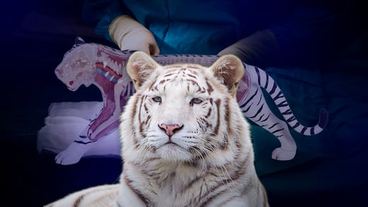 Tigre Kenzo murió por broncoaspiración de sangre, revela necropsia