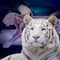 Tigre Kenzo murió por broncoaspiración de sangre, revela necropsia