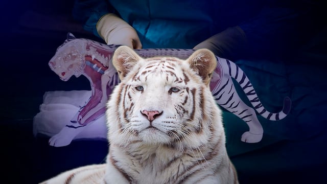 Tigre Kenzo murió por broncoaspiración de sangre, revela necropsia