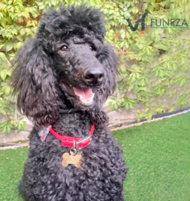 Onix, perro capaz de oler el suicidio