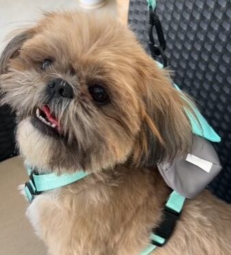 Mochipechera de Betterware para perros