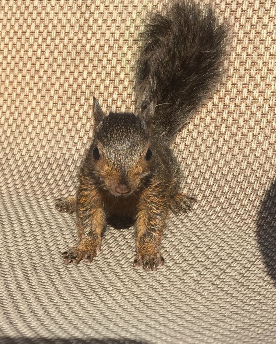 Peanut la ardilla