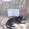 Perrito que “acaba de salir de la perrera”, vende llaveros para comprar croquetas