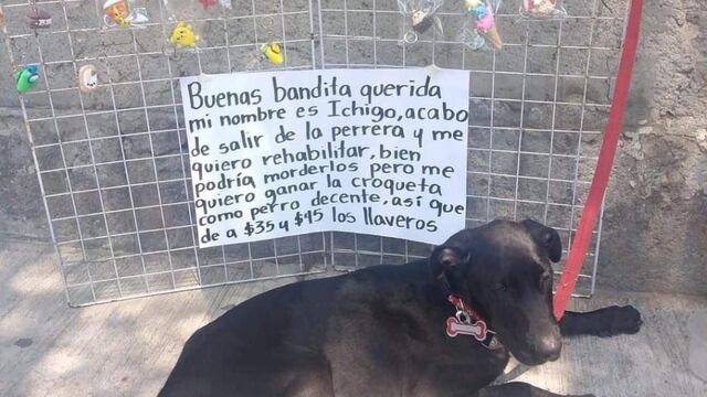 Perrito vende llaveros