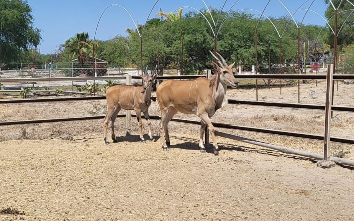 En La Barca, FGR realiza cateo, asegura 56 animales silvestres.