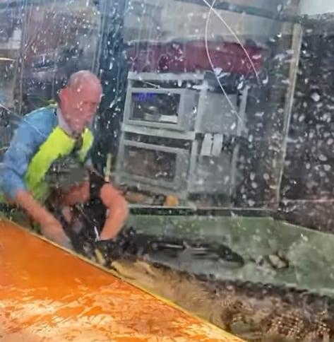 Entrenadora es mordida por un caimán.