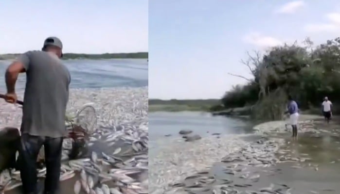 Peces muertos en río Cazones