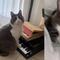 ¿Recuerdas a Limón, el gato que toca el piano? Su fama llegó a Grey’s Anatomy (VIDEO)