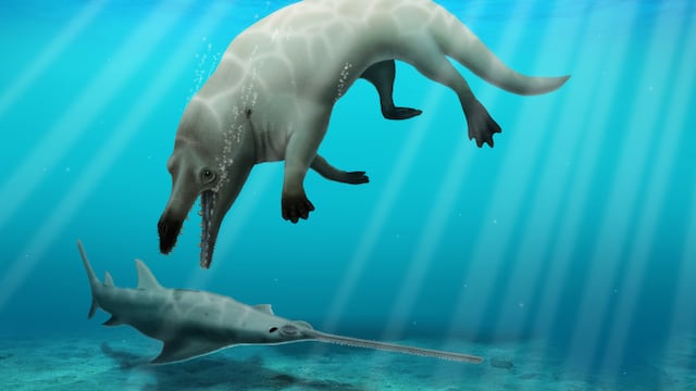 Descubren restos de una 'Ballena Caminante'