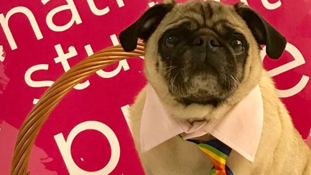 Doug, el perrito que ayuda a personas LGBT en situación de calle.