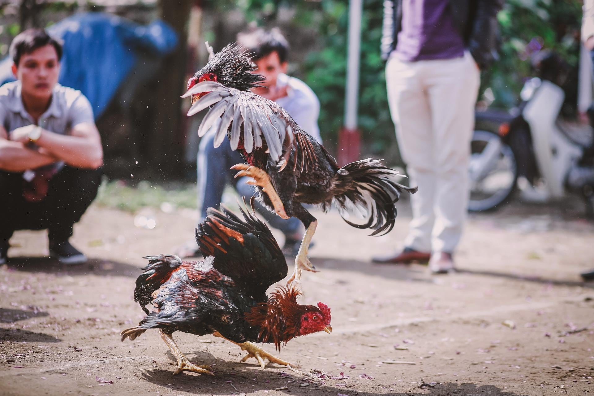 Pelea de gallos