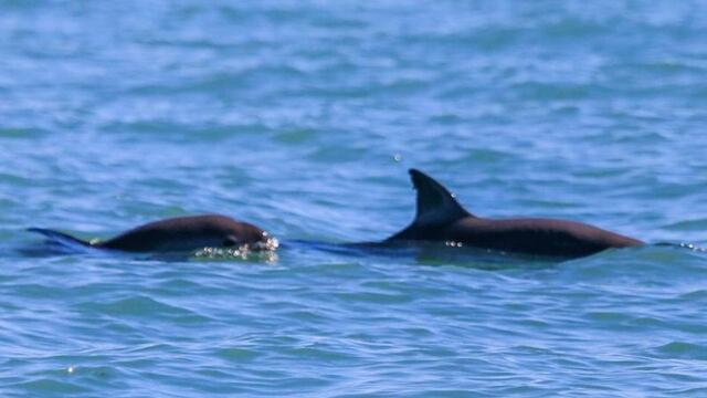 Vaquita Marina en el Golfo de California