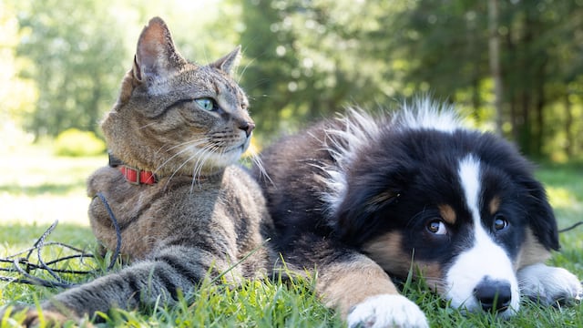 Este 27 de octubre, la tradición dicta que las mascotas fallecidas regresan a visitarnos