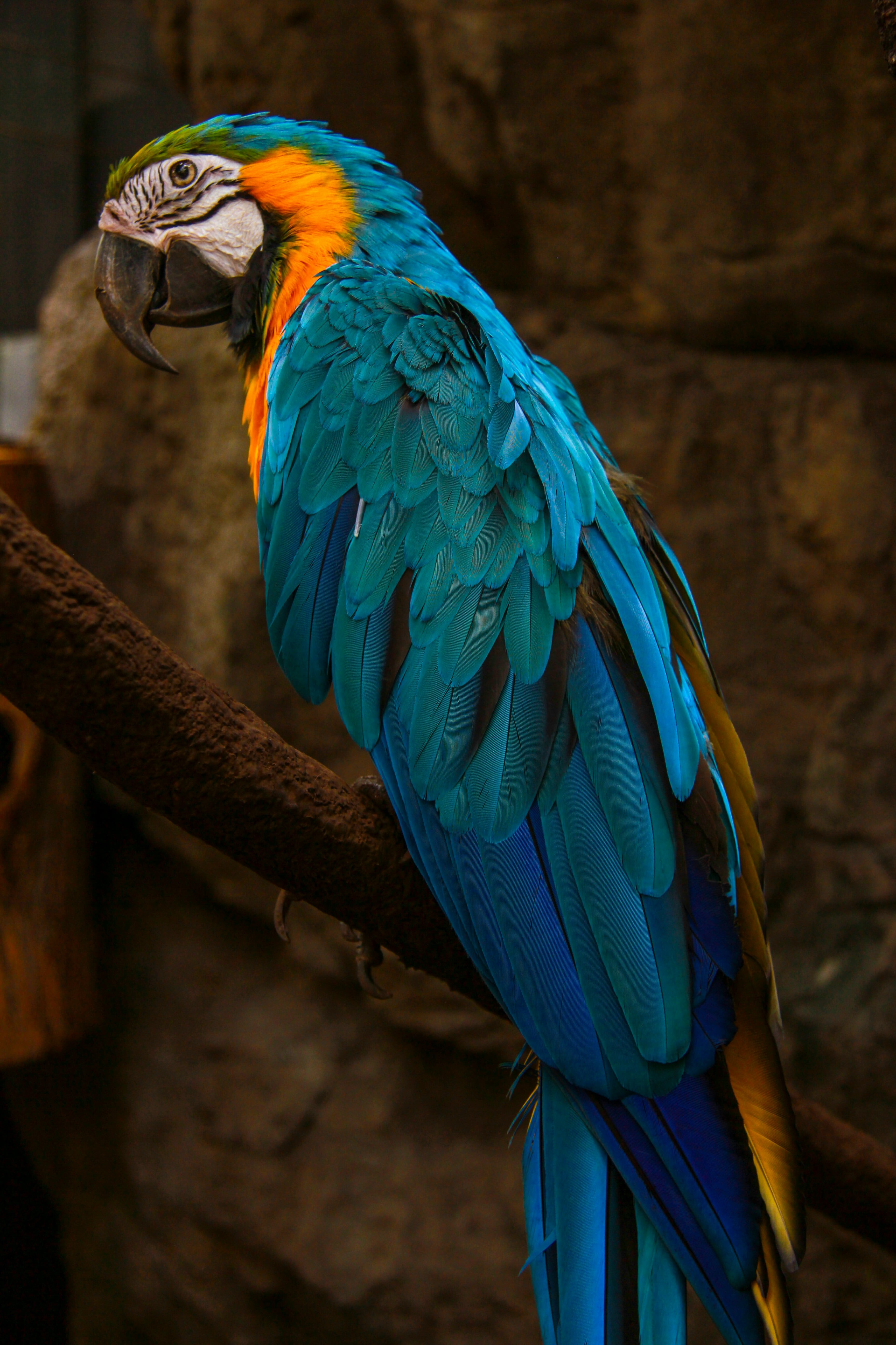 Día del Papagayo en Ecuador