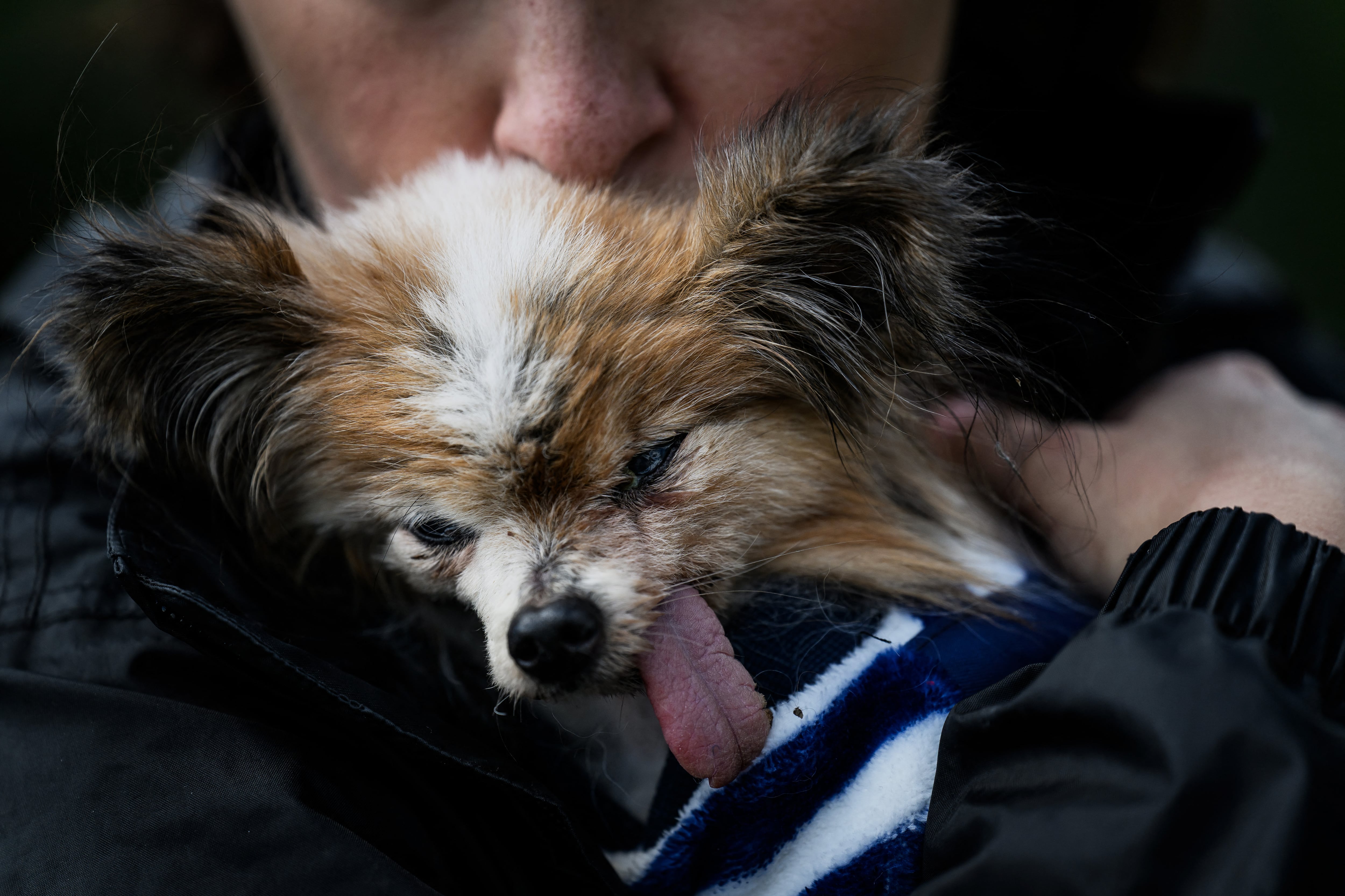 Adiós a Lazare: murió el perro más longevo del mundo a los 30 años