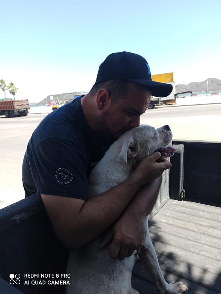 Perrito Mace