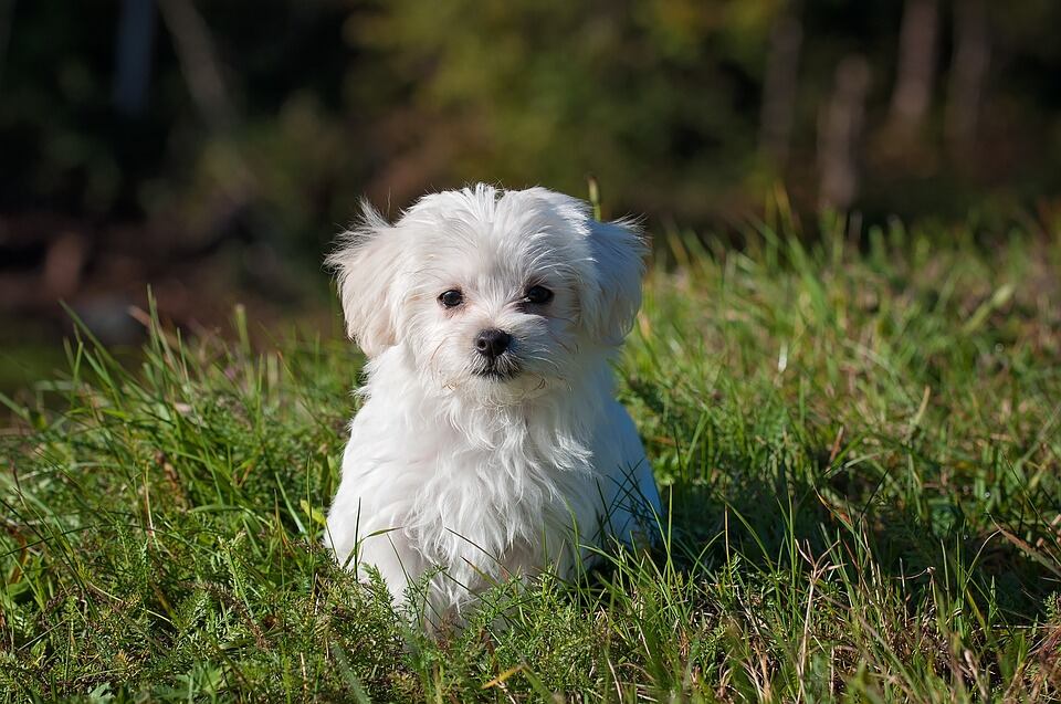 Perro