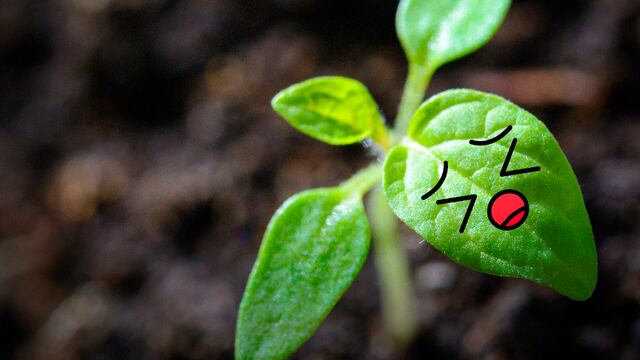 Las plantas sí gritan cuando las cortan; científicos lo detectaron