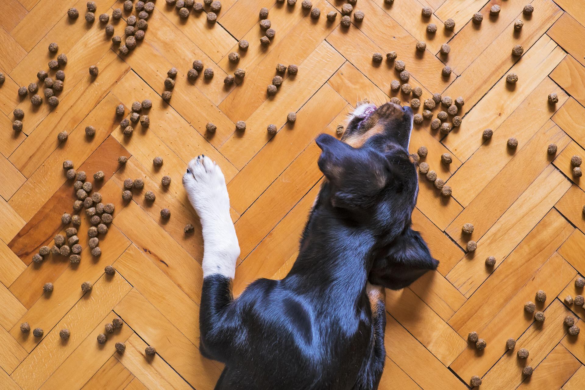 Perro comiendo croquetas