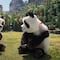 Minecraft La Película revela tráiler final con Jack Black, Jason Momoa y una pareja de osos panda (VIDEO)